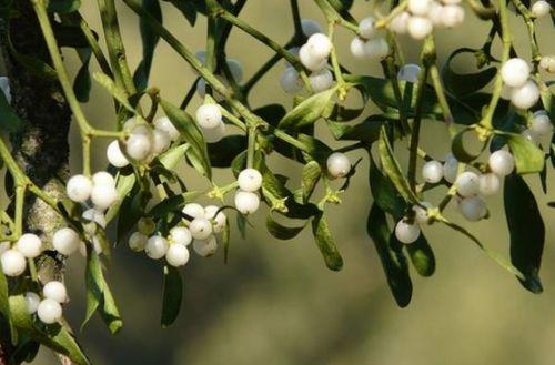 槲寄生的秘密,古老植物的神奇功效与神秘传说